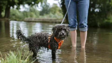 A small black dog stands in a stream